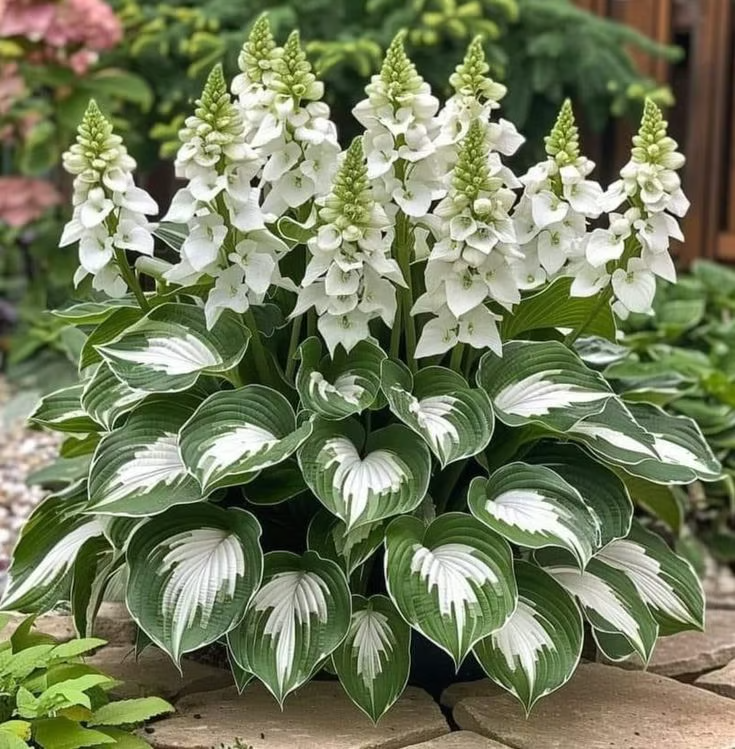 🌹Seltene, farbenfrohe Hosta-Samen