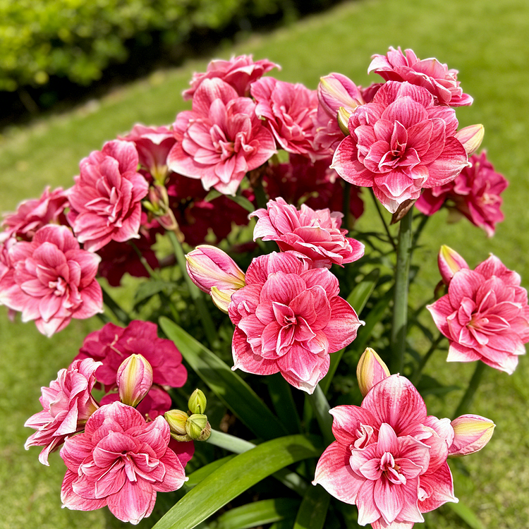 🌺Amaryllis-Zwiebeln mit doppeltem Duft – Blüte in 40 Tagen