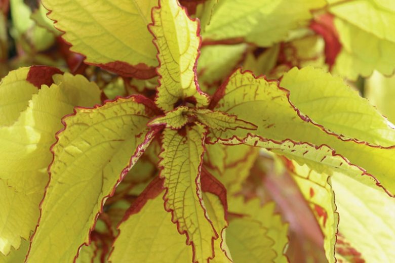 Rare Coleus Seeds