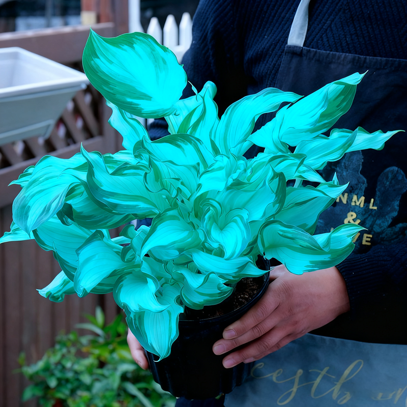 🌈« Hosta arc-en-ciel Dreamlight — Là où la nature brille dans toutes ses nuances »