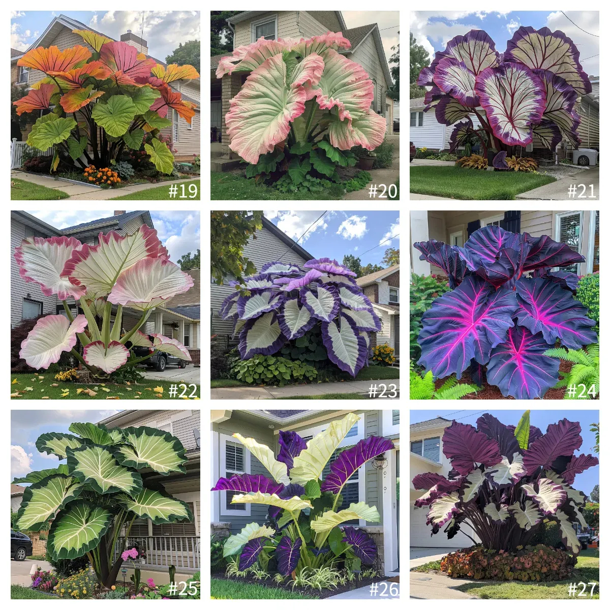 7#🌿Bulbes de caladium géants