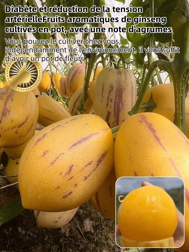 🎁30% de Réduction🍐🍐Graines De Pepinos (Melon Poire)