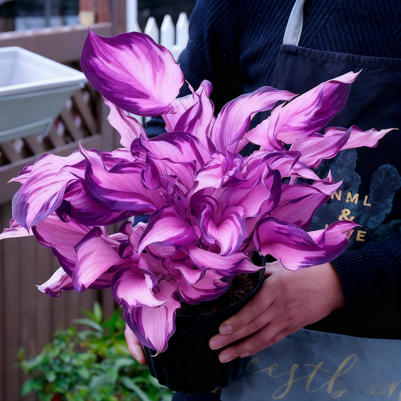 🌈« Hosta arc-en-ciel Dreamlight — Là où la nature brille dans toutes ses nuances »