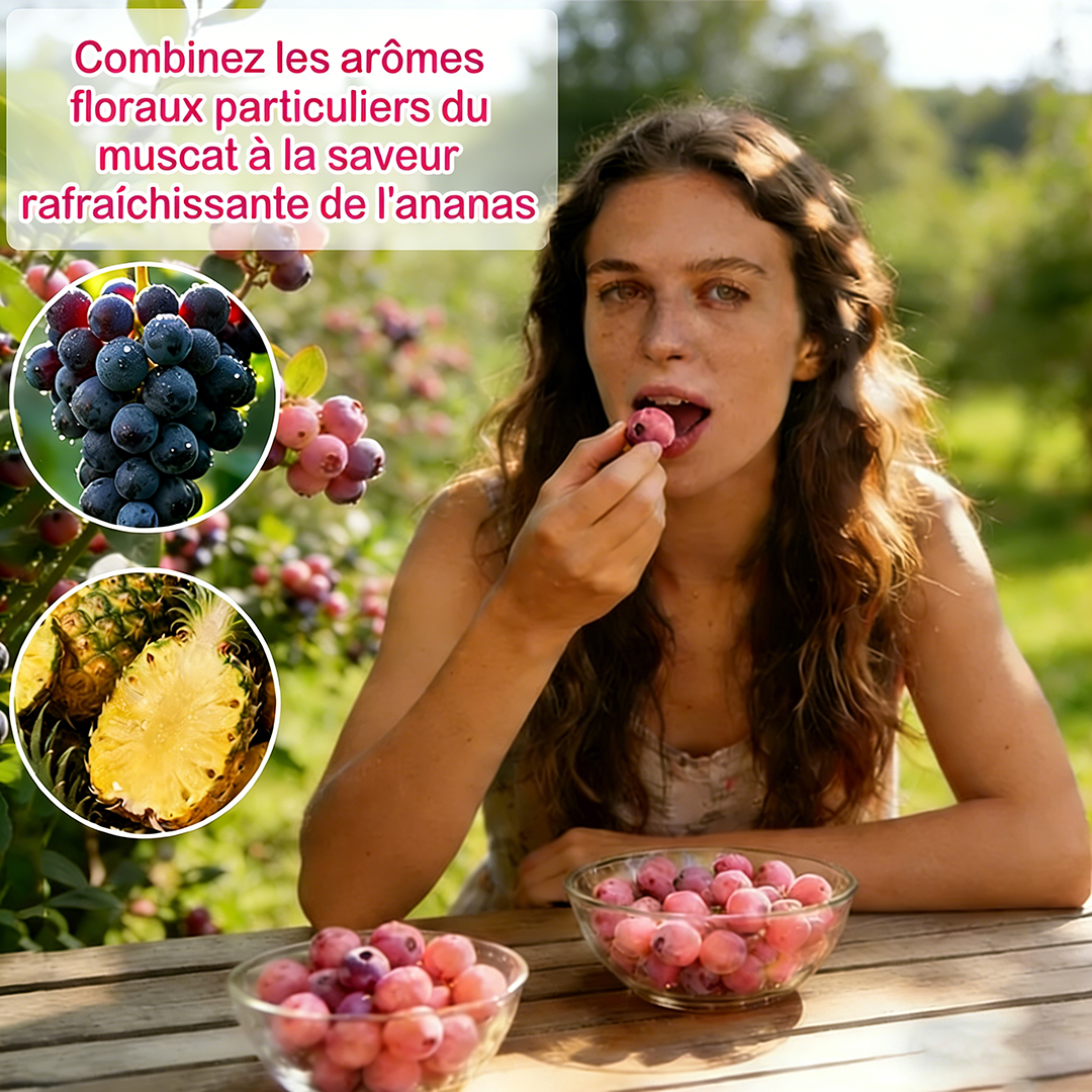 Graines de myrtilles Pink Bliss – Double douceur