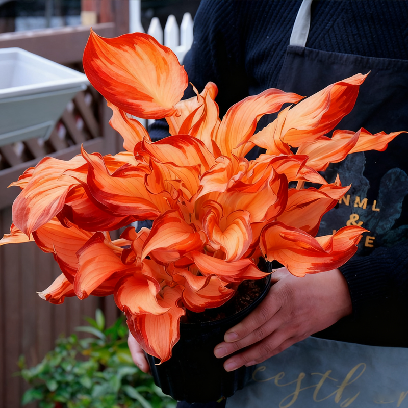 🌈« Hosta arc-en-ciel Dreamlight — Là où la nature brille dans toutes ses nuances »