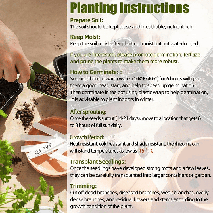 🎁Offre spéciale 2025🍃 Graines d'Hosta Black Red🌿