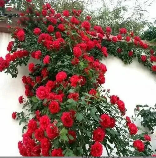 🌹 Semences de rose grimpante - Croissance incroyable et magnifiques roses 🌷