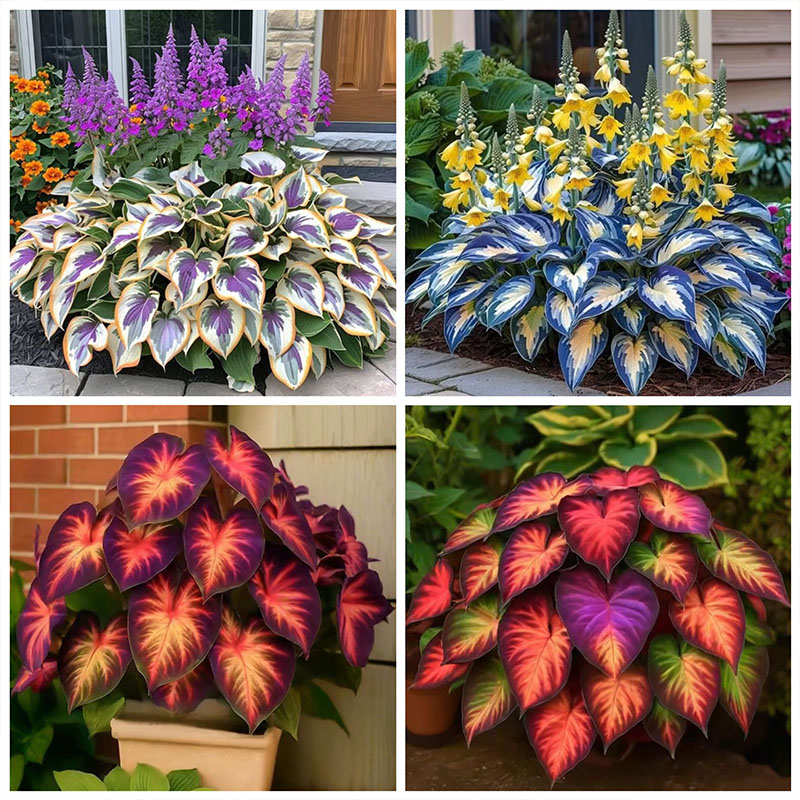 ⏰Last Day $8.99- 🍃Rare Hosta: : Grow Your Own Fragrant Oasis at Home!