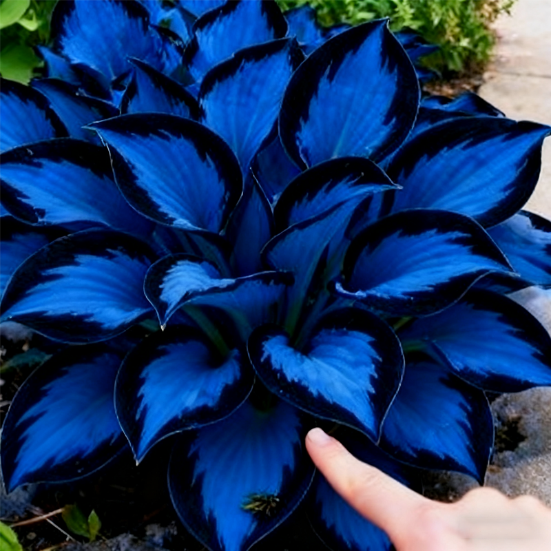 🌌“Rare Midnight Hostas Seeds – Like Stars Sprinkled on Every Leaf”