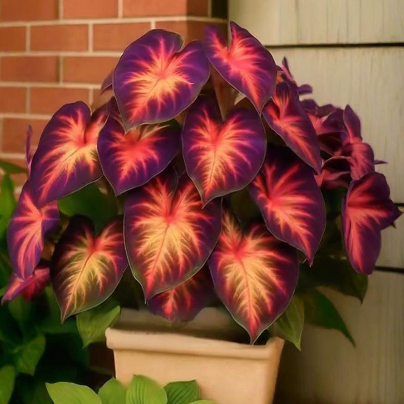 ⏰Last Day $8.99- 🍃Rare Hosta: : Grow Your Own Fragrant Oasis at Home!