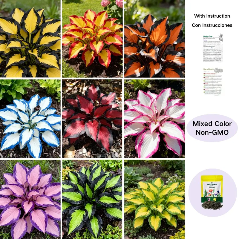 Rare Mixed Hostas seeds : For Perennial Shade Garden