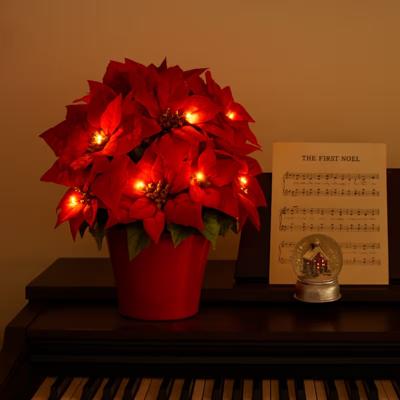 Radiant Ruby Poinsettia