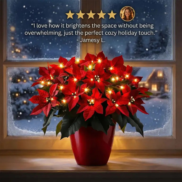 Radiant Ruby Poinsettia