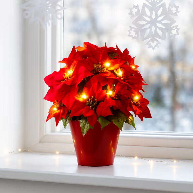 Radiant Ruby Poinsettia