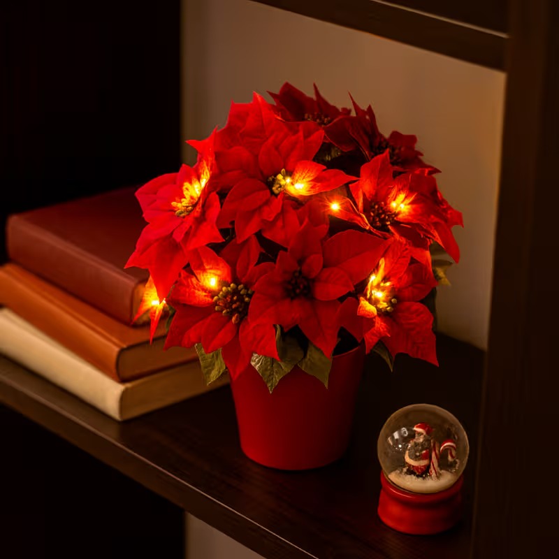 Radiant Ruby Poinsettia