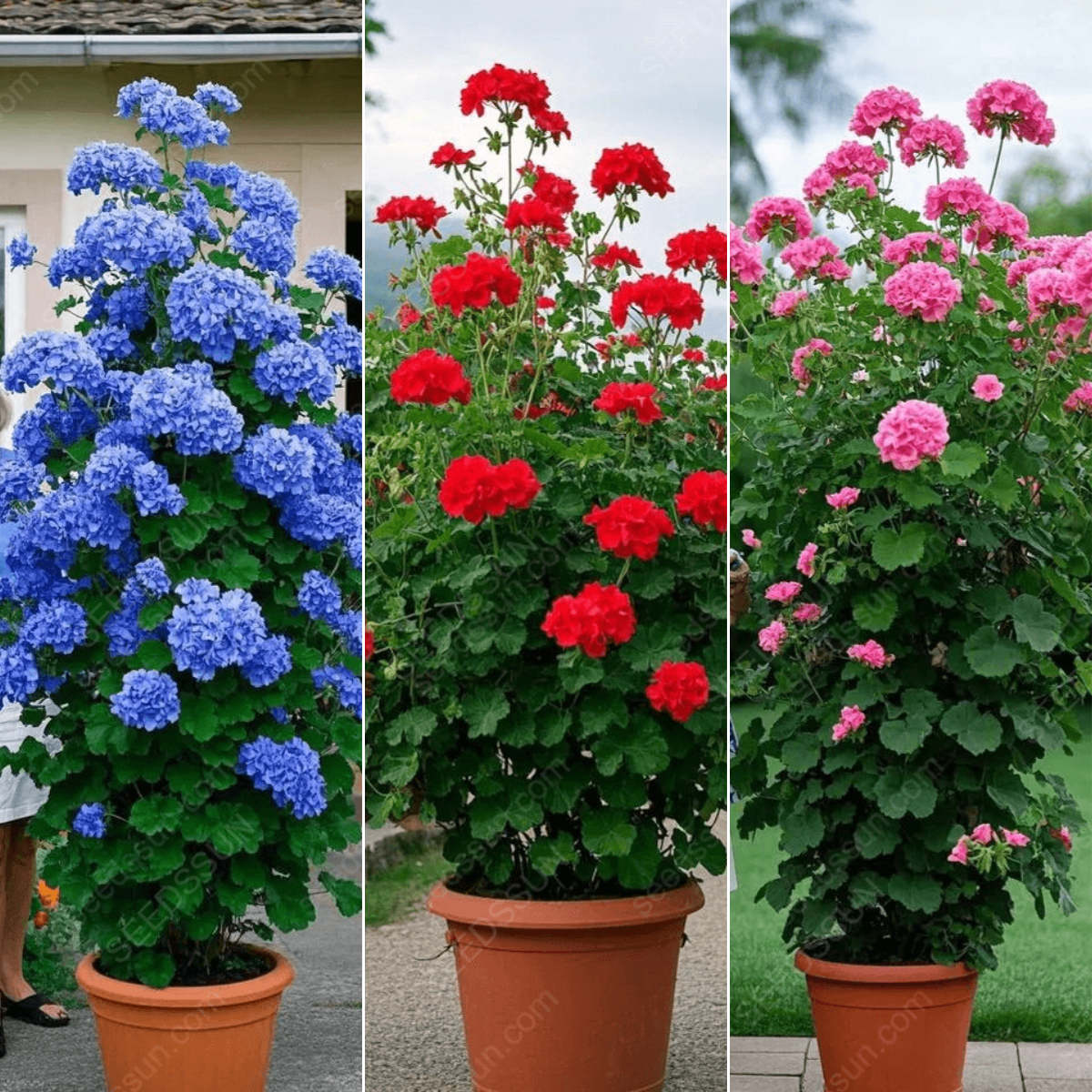 🌱 Könnyen termeszthető 🌸 Óriás kúszó muskátli magok