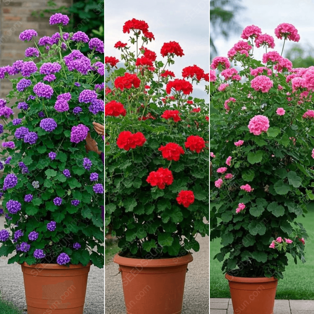 🌱 Könnyen termeszthető 🌸 Óriás kúszó muskátli magok