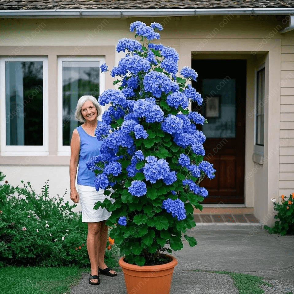 🌱 Könnyen termeszthető 🌸 Óriás kúszó muskátli magok