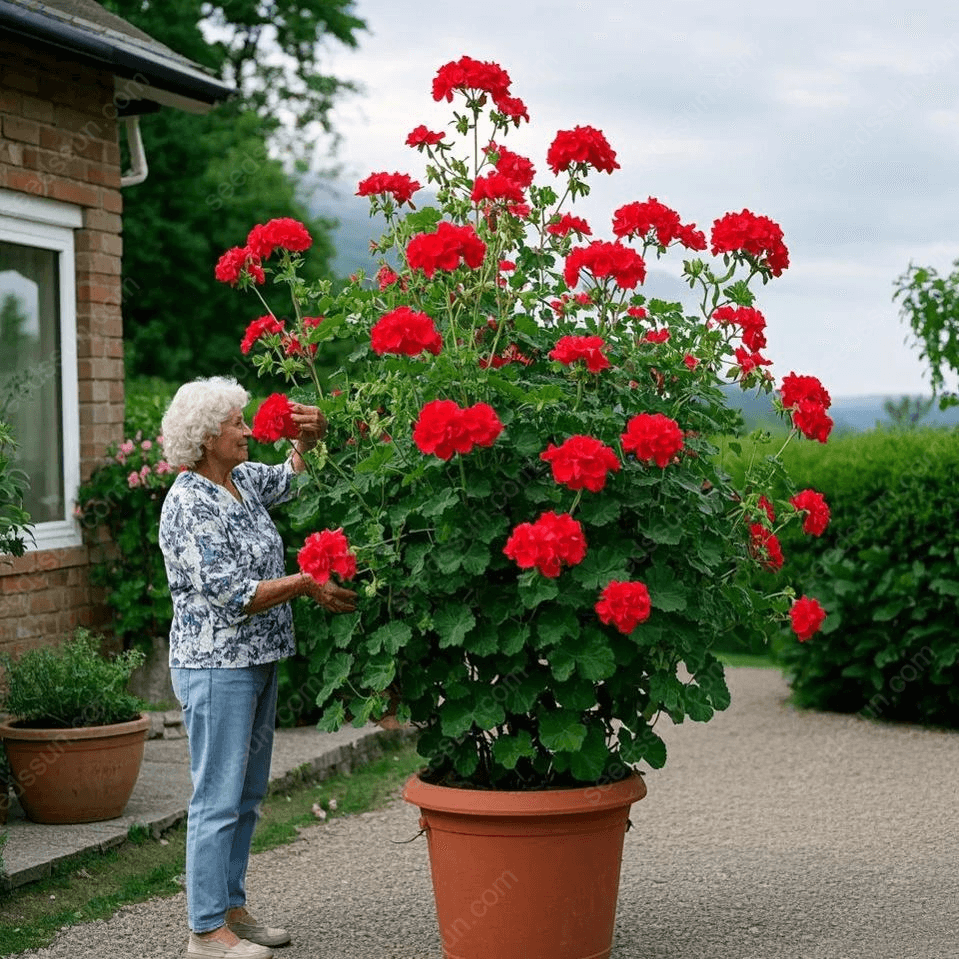 🌱 Könnyen termeszthető 🌸 Óriás kúszó muskátli magok