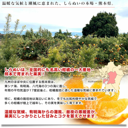 【決算特別価格！】熊本県から産地直送 熊本県産 大玉 しらぬい(不知火) 優品以上 4Lから2Lサイズ たっぷり約5キロ1箱(14玉から20玉前後) 送料無料 しらぬひ 柑橘
