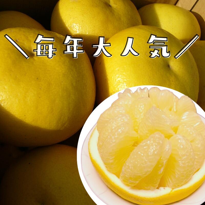 毎年大人気 土佐文旦 訳あり 4L～3Lサイズ 特大 超大玉がズッシリ 高知産 送料無料デカい旨い特大・土佐文旦10kg見た目訳あり中身は極高知の特大 土佐文旦のプリップリ果肉を堪能 家庭用 高知県 10キロ産直龍馬くん ※北海道・沖縄別途送料・離島配送不可