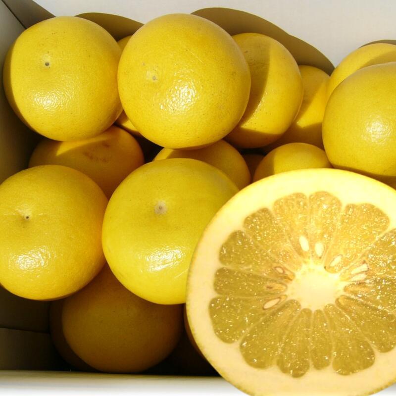 高知産 土佐文旦 約１０ｋｇ２０～３０玉入り 訳あり家庭用ぶんたんブンタン＜LINE初回登録で100円オフ＞ 沖縄本土と北海道は別途送料 全国の離島は発送不可