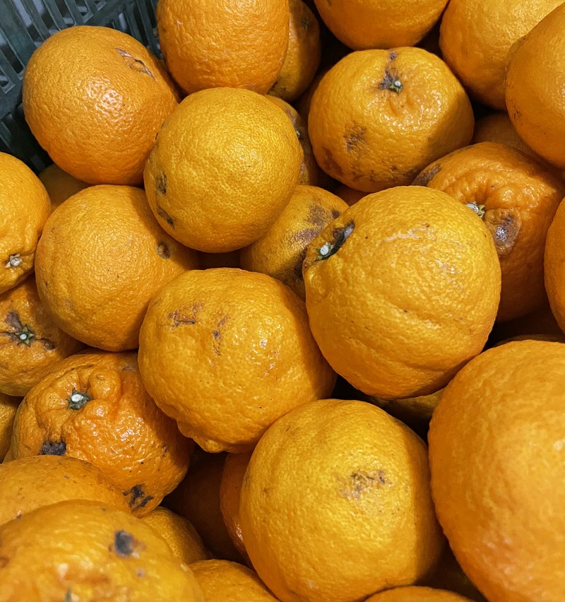 3営業日以内速攻出荷♪愛媛産 特に訳ありデコみかん 10kg(+約0.5kg多め)不揃い 傷 汚れ有 不知火・デコポンの規格外品 愛媛県産 家庭用 フルーツ 果物 くだもの 果実 食品 みかん 箱買い お取り寄せグルメ 蜜柑 柑橘類 かんきつ 産地直送