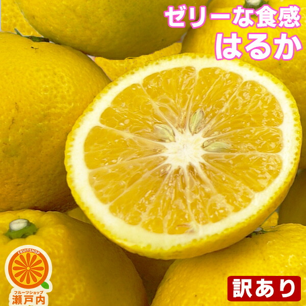 愛媛産 はるか 10kg 訳あり 不揃い 愛媛県産 春香 家庭用 フルーツ 果物 くだもの 果実 青果 食品 みかん 箱買い 蜜柑 柑橘類 かんきつ おやつ デザート 冬の味覚 産地直送