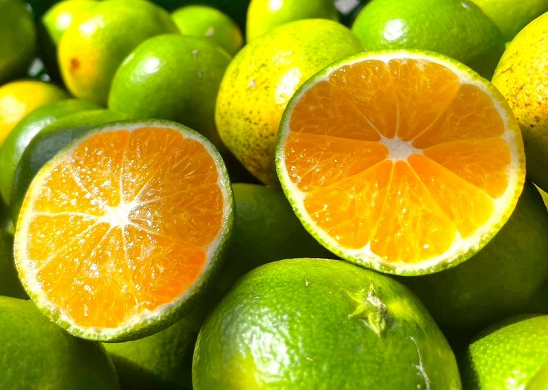 愛媛産 特に訳ありみかん1０kg(+約0.5kg多め)不揃い 傷 汚れ有 極早生 早生 青切り フルーツ 美味しいみかん 果物 くだもの 温州みかん 柑橘類 かんきつ 食品ロス コロナ おうち時間応援 産地直送 みかん