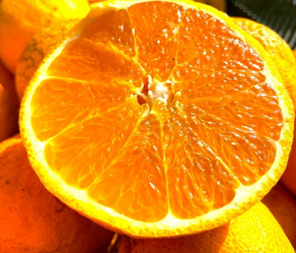 3営業日以内速攻出荷♪愛媛産 特に訳ありデコみかん 10kg(+約0.5kg多め)不揃い 傷 汚れ有 不知火・デコポンの規格外品 愛媛県産 家庭用 フルーツ 果物 くだもの 果実 食品 みかん 箱買い お取り寄せグルメ 蜜柑 柑橘類 かんきつ 産地直送