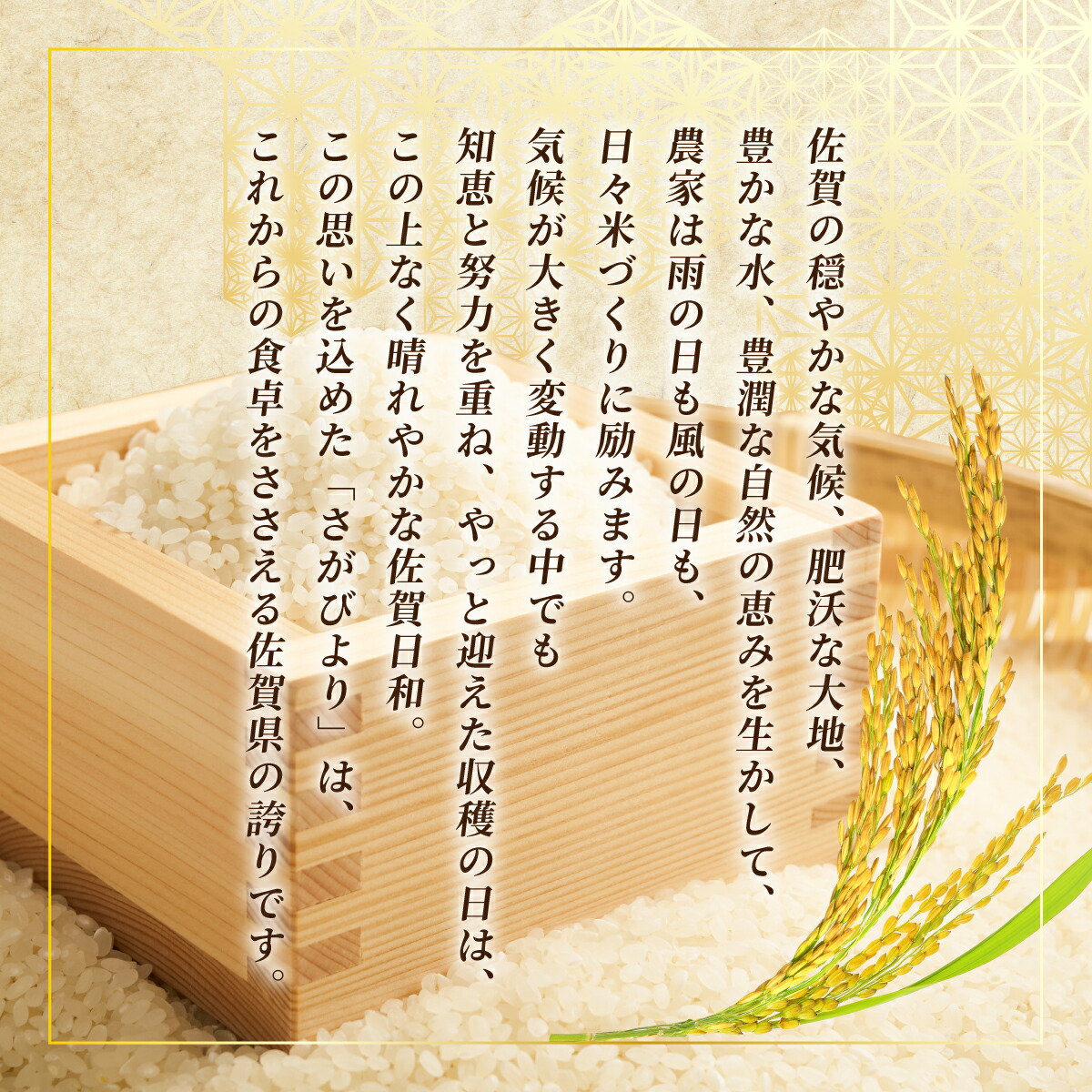 【ふるさと納税】最短3-5営業日発送★単一米★総合1位獲得★選べる発送月★特A評価15年連続 7年産 定期便 佐賀県産米 さがびより 令和 先行予約 米 お米 精米 白米 ブランド米 【選べる容量】5kg 10kg 15kg 20kg 佐賀県産 数量限定