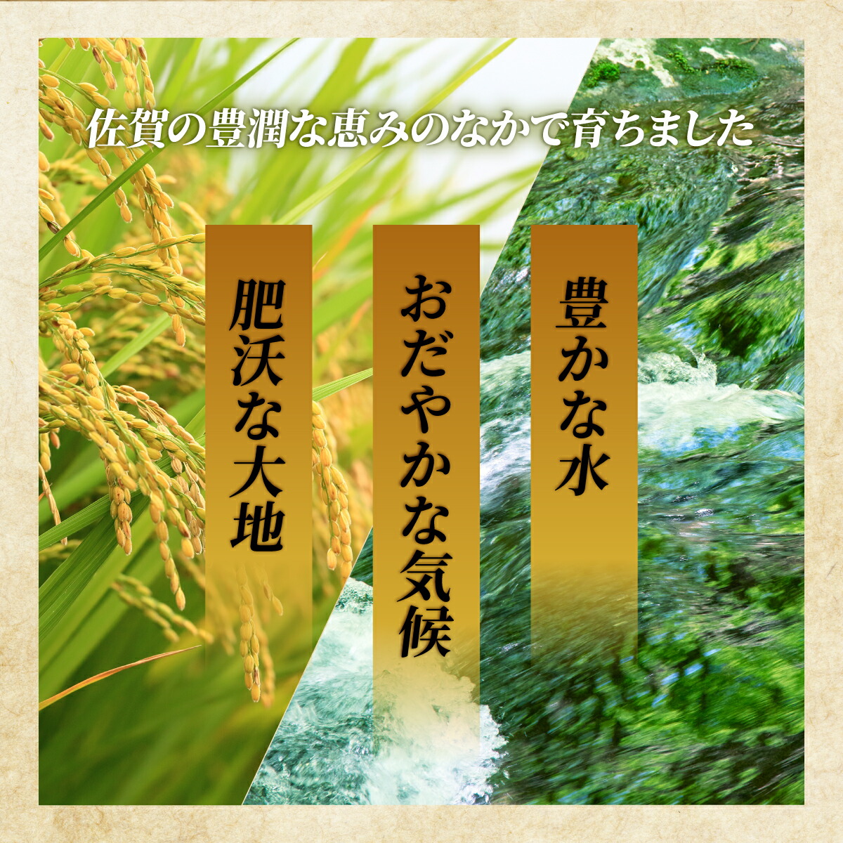 【ふるさと納税】最短3-5営業日発送★単一米★総合1位獲得★選べる発送月★特A評価15年連続 7年産 定期便 佐賀県産米 さがびより 令和 先行予約 米 お米 精米 白米 ブランド米 【選べる容量】5kg 10kg 15kg 20kg 佐賀県産 数量限定