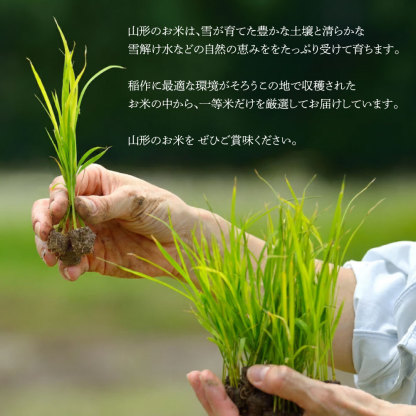 令和7年産 はえぬき 10kg 5kg×2袋 お米 白米 山形県産 送料無料