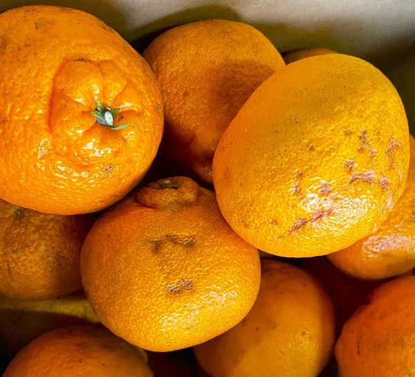 3営業日以内速攻出荷♪愛媛産 特に訳ありデコみかん 10kg(+約0.5kg多め)不揃い 傷 汚れ有 不知火・デコポンの規格外品 愛媛県産 家庭用 フルーツ 果物 くだもの 果実 食品 みかん 箱買い お取り寄せグルメ 蜜柑 柑橘類 かんきつ 産地直送