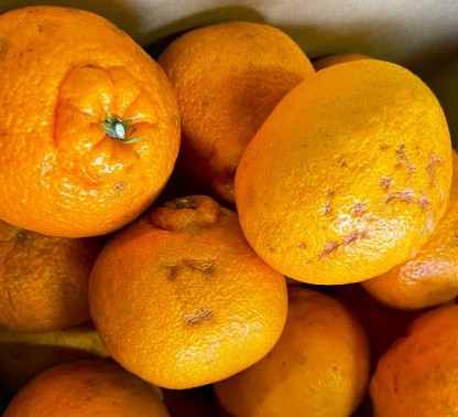 3営業日以内速攻出荷♪愛媛産 特に訳ありデコみかん 10kg(+約0.5kg多め)不揃い 傷 汚れ有 不知火・デコポンの規格外品 愛媛県産 家庭用 フルーツ 果物 くだもの 果実 食品 みかん 箱買い お取り寄せグルメ 蜜柑 柑橘類 かんきつ 産地直送