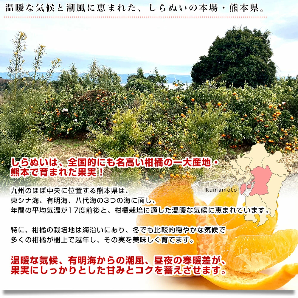 【決算特別価格！】熊本県から産地直送 熊本県産 大玉 しらぬい(不知火) 優品以上 4Lから2Lサイズ たっぷり約5キロ1箱(14玉から20玉前後) 送料無料 しらぬひ 柑橘