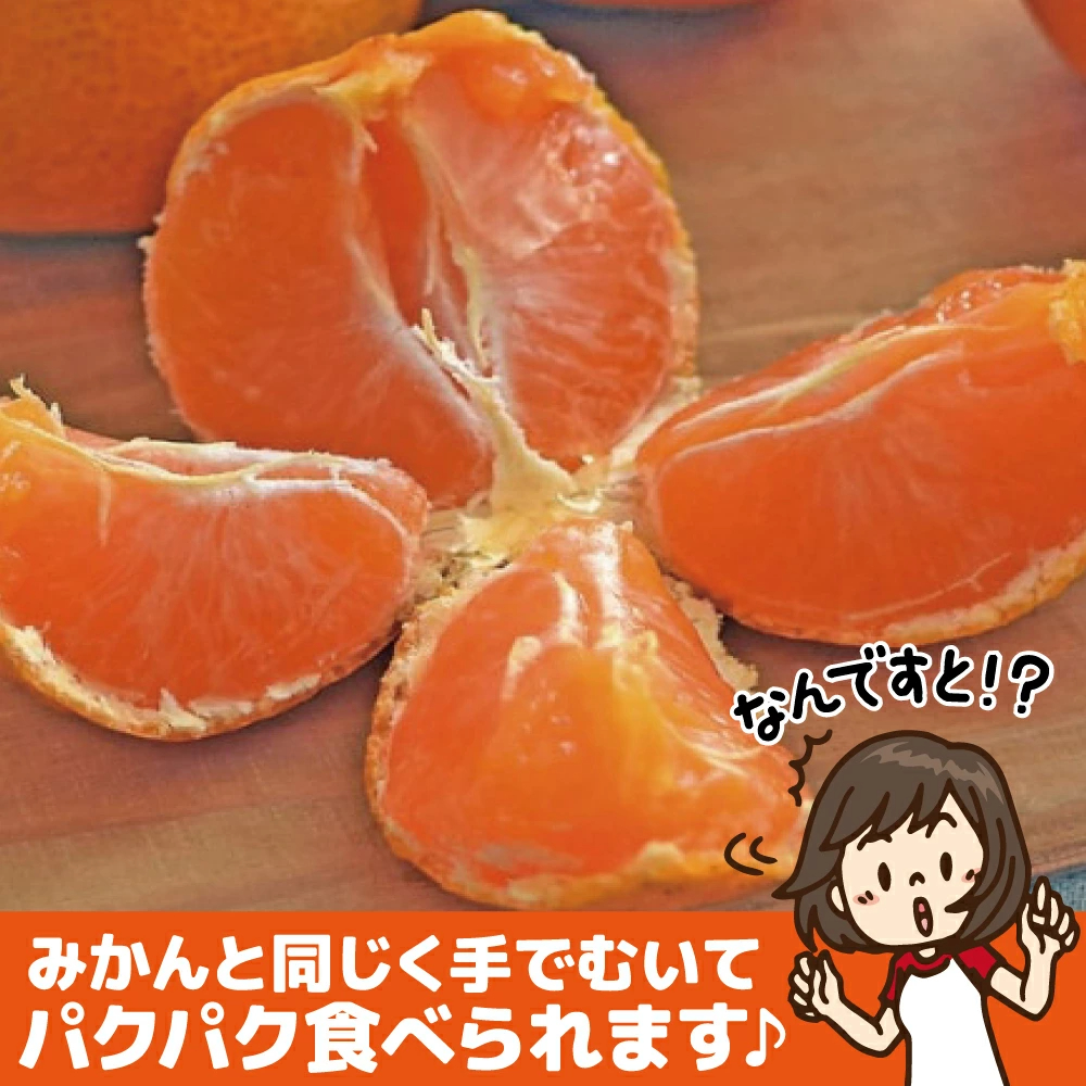 愛媛産 特に訳ありみかん1０kg(+約0.5kg多め)不揃い 傷 汚れ有 極早生 早生 青切り フルーツ 美味しいみかん 果物 くだもの 温州みかん 柑橘類 かんきつ 食品ロス コロナ おうち時間応援 産地直送 みかん