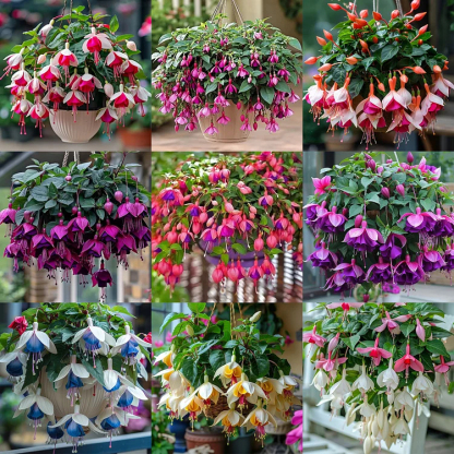🌺Fuchsia Seeds - Lantern Flower