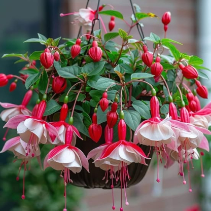 🌺Fuchsia Seeds - Lantern Flower