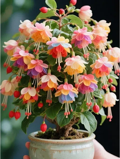 🌺Fuchsia Seeds - Lantern Flower