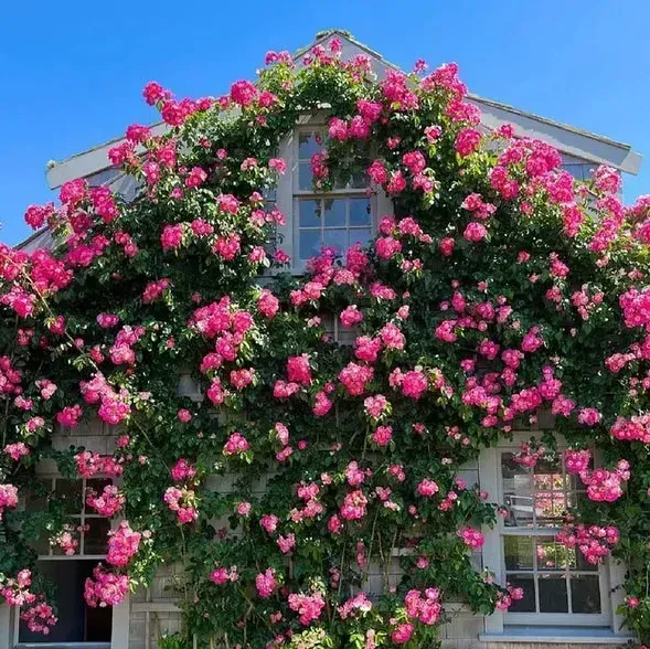 🌹Climbing Rose - Luck Rising