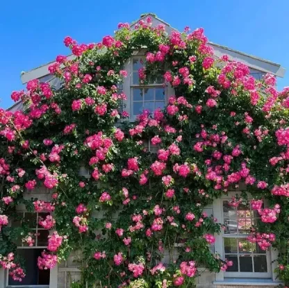🌹Climbing Rose - Luck Rising