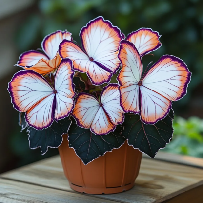 Бегоня с пеперуди: Освободете въображението си в градината! 🌿🦋