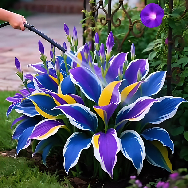 🌞 Лесни за отглеждане цветни хости за красота през цялата година 🪴
