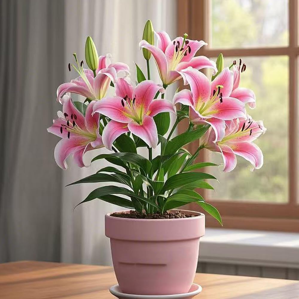 🎁 Задължителни за засаждане през 2026 ☀️ Редки луковици на лилия 🌸