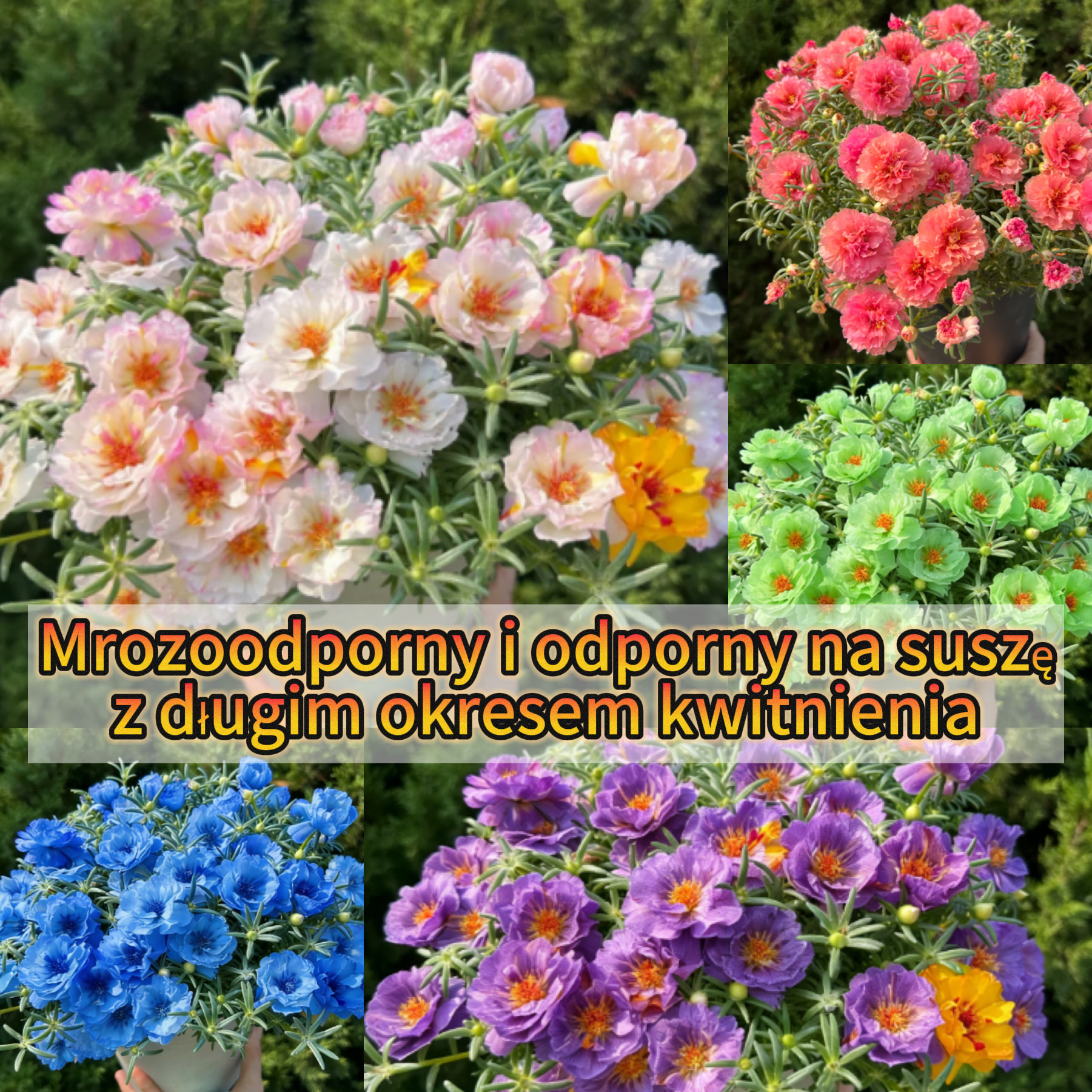 🌟🌸Złota portulaka koronkowa – Które błyszczą złotym blaskiem w słońcu