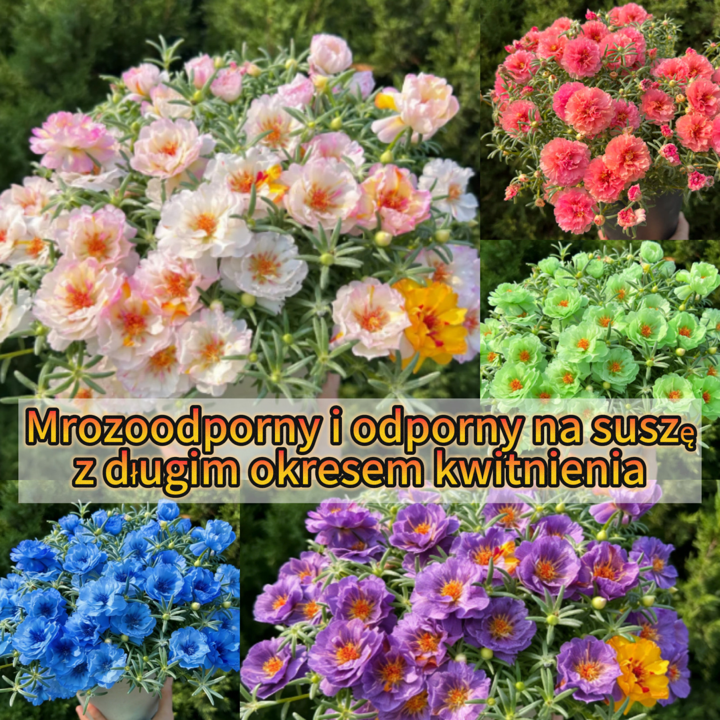 Golden Lace Portulaca🌸✨ Brilliant Double Blooms for Effortless Summer