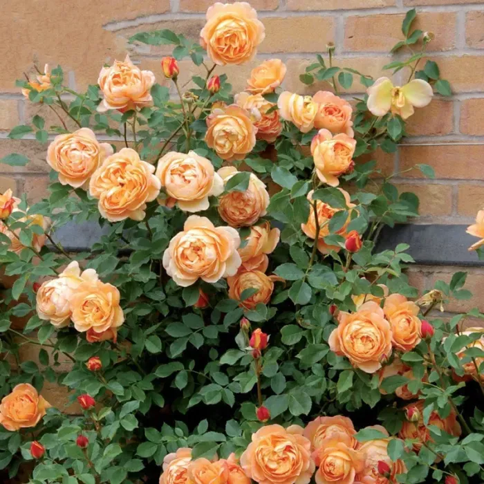 🌹Climbing Rose - Luck Rising