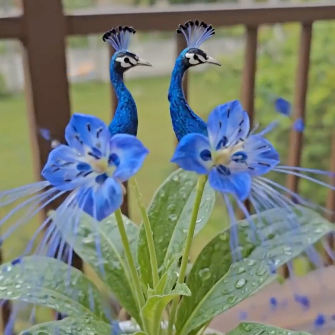 🔥 GRANDES VENTES - DERNIER JOUR ! 🌺 Graines de fleur de paon ✨ Faciles à cultiver