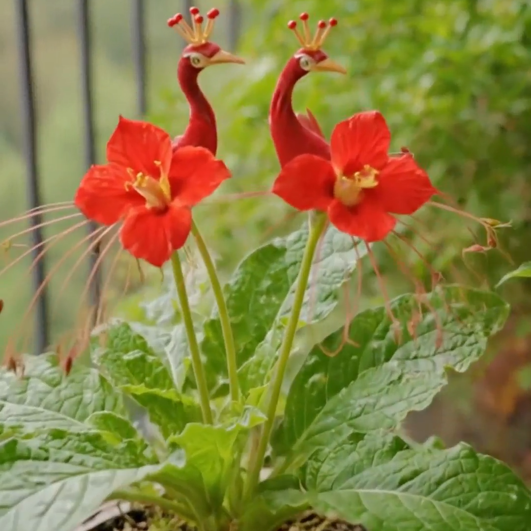 🔥 GRANDES VENTES - DERNIER JOUR ! 🌺 Graines de fleur de paon ✨ Faciles à cultiver